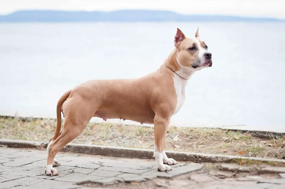 MASHEL SPIRIT RAIZA Ann Drop Of Happiness