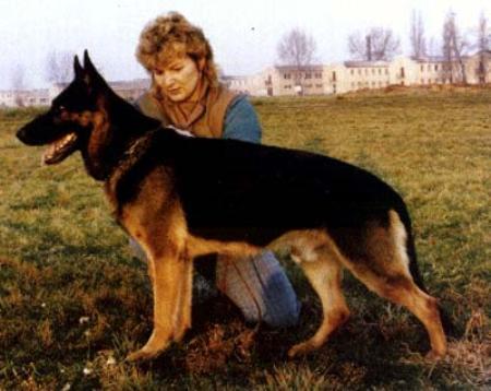 V Gildo vom Körbelbach