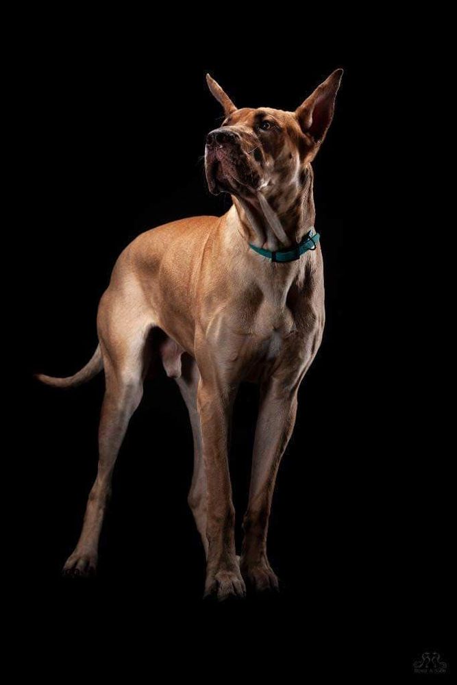 Jupiter's AeroKnox from Swampside