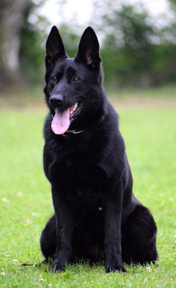 SG Aria z Cagova Ráje