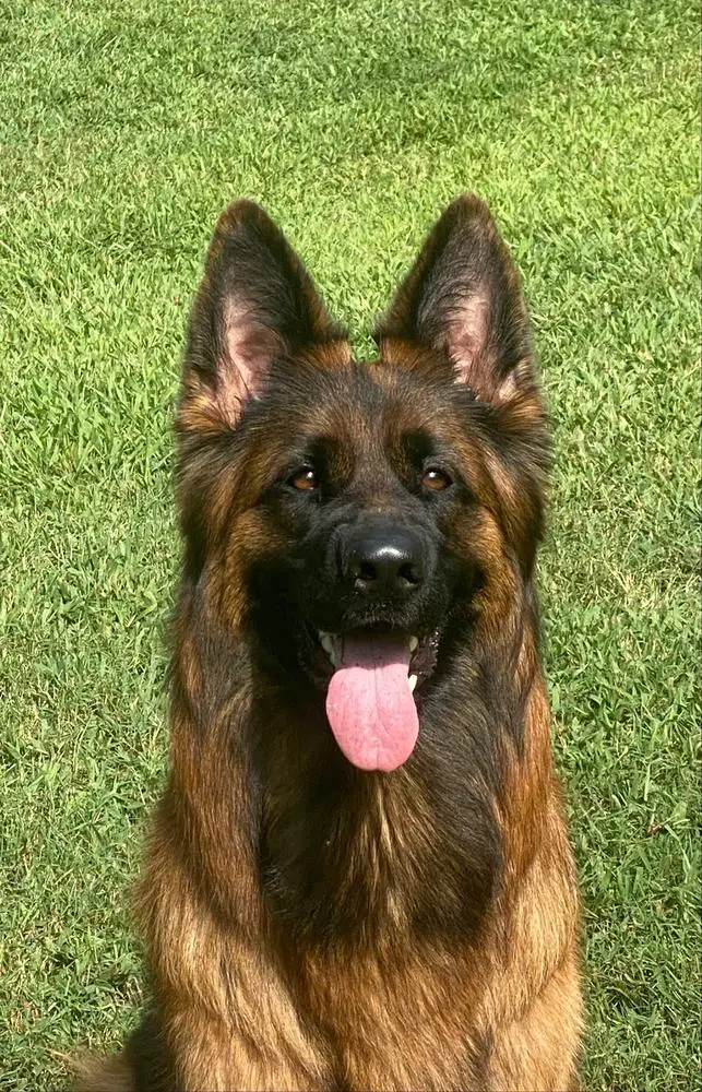 SG Anja von der Goldkuste