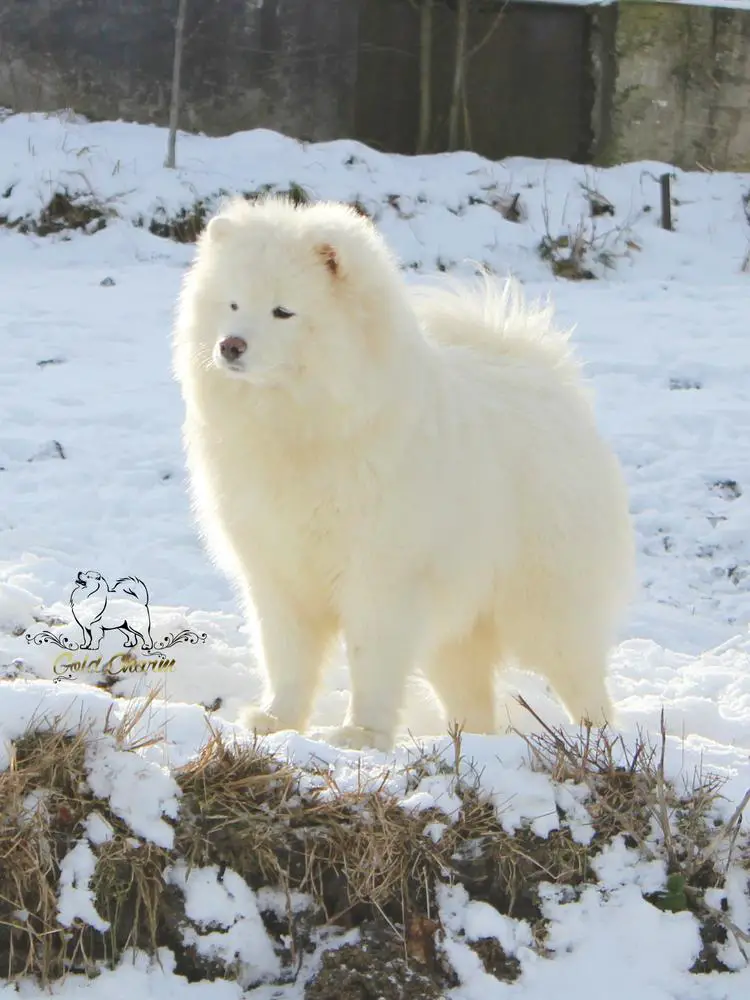 JUNIOR CHAMPION UKRAINE Gold Charm Kira Queen Of Glory