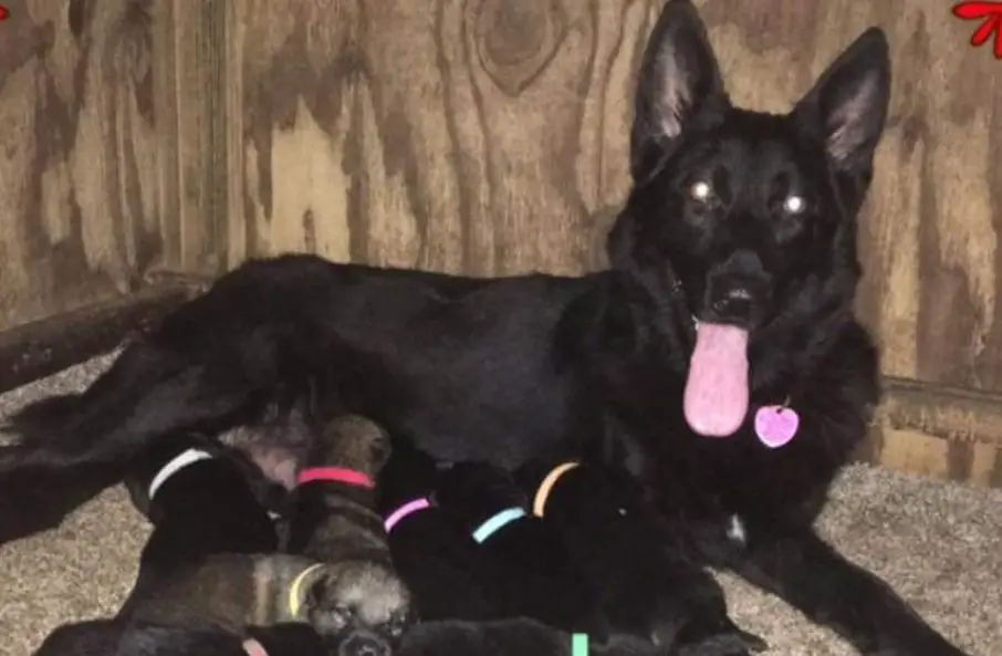 Blackcreek Midnight Lady