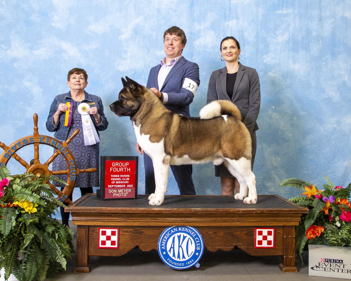 AKC GCH Kamikaze's Quest For The Crown