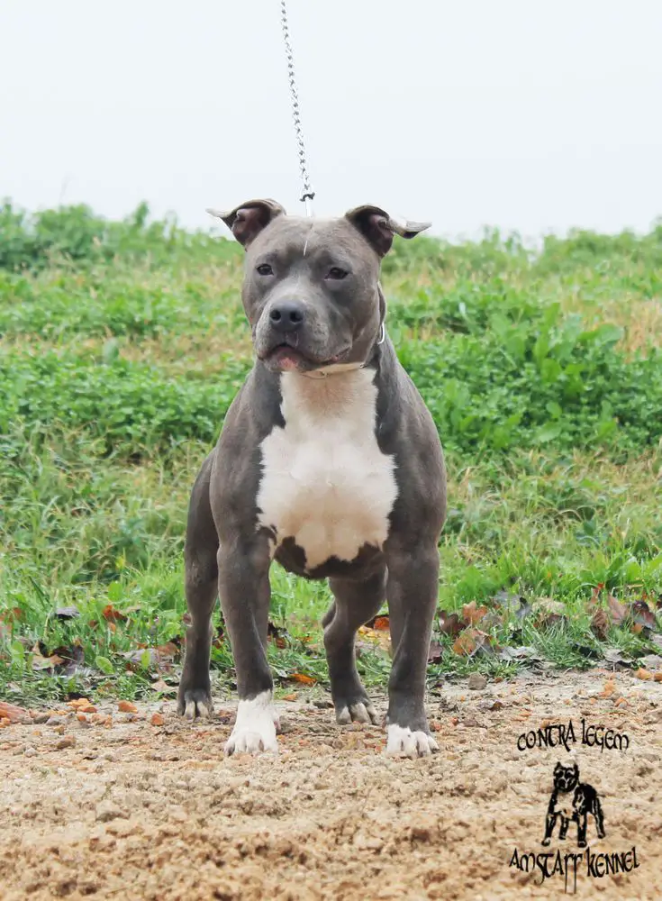 Contra Legem Mermaid's Tear