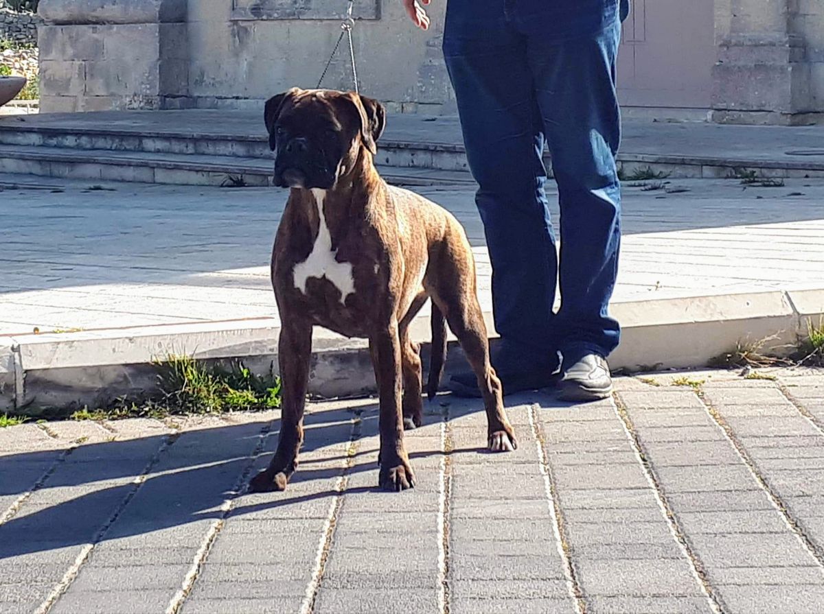 Superclassic Nikky Bella Sexy Blitz