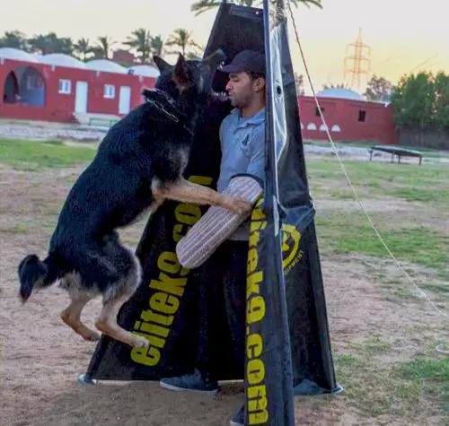 Sato von der Schwarzen Monster