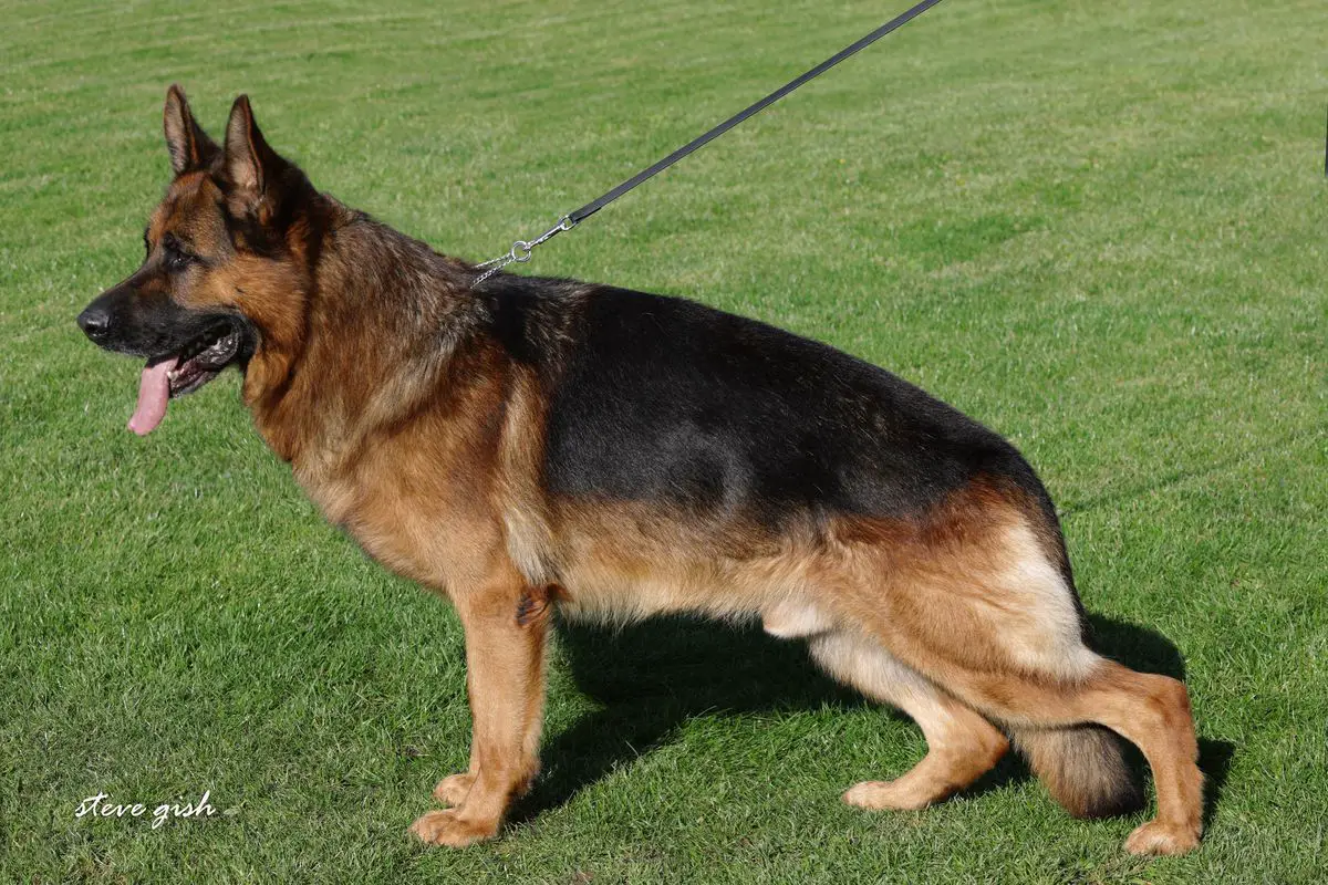 SG Inosch vom Reeshoop