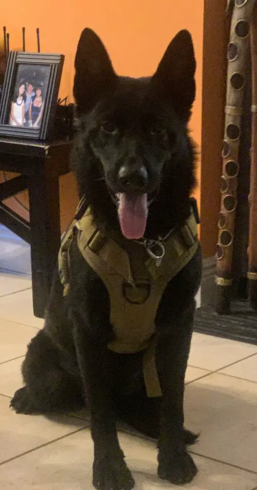 Blue Heiko Vom Langenning