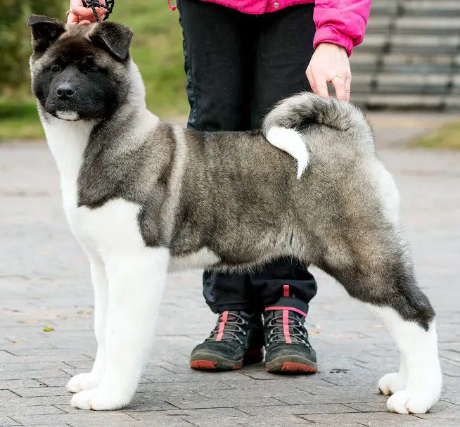 ALIENS BEAUTY HARIZMA