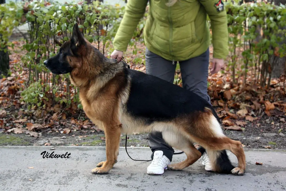 JChRus, ChRus, 2*ChRKF Serebryanaya Luna Arseniy