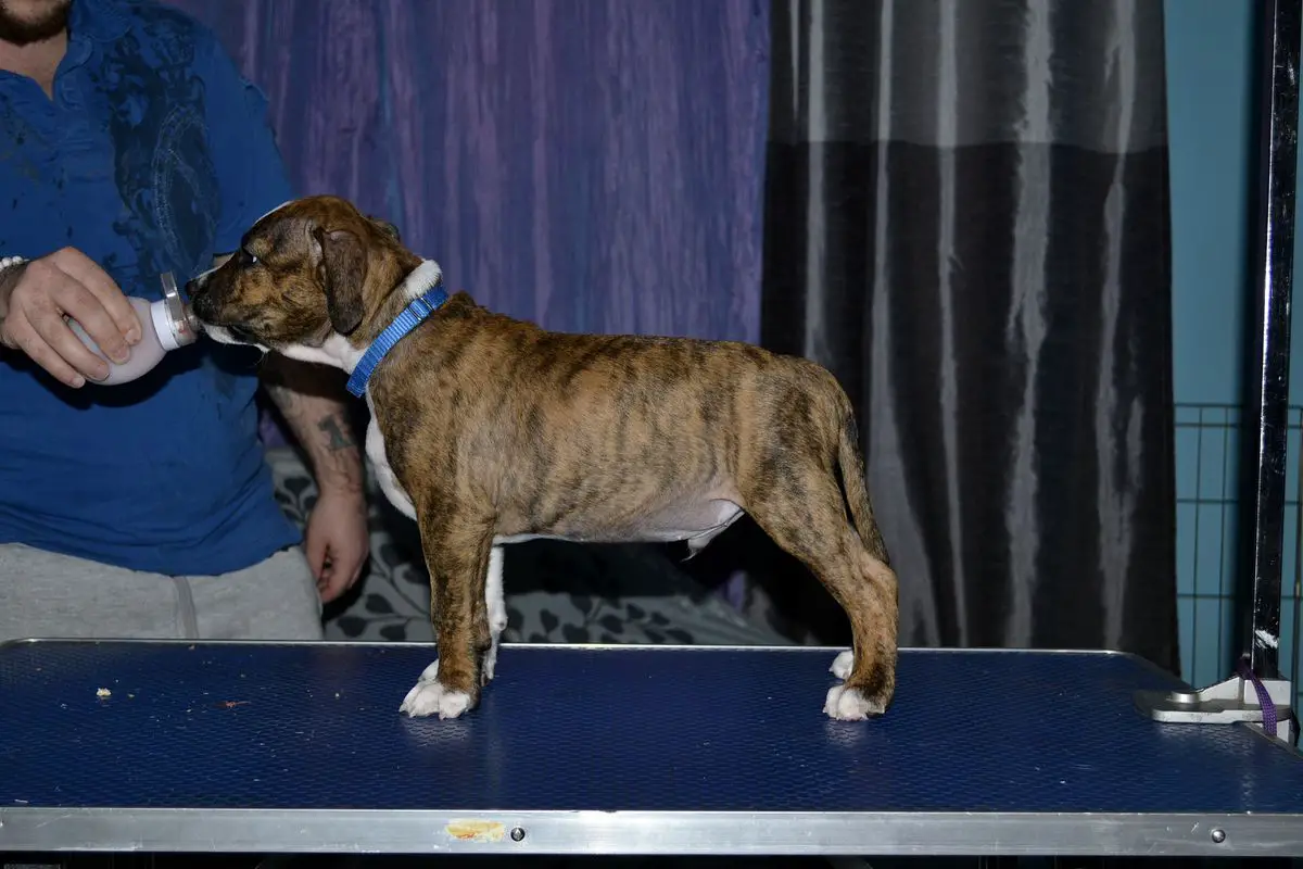 PMK's New Moon Umbreon