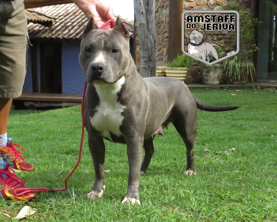 GANA PTO AMSTAFF DO JERIVÁ