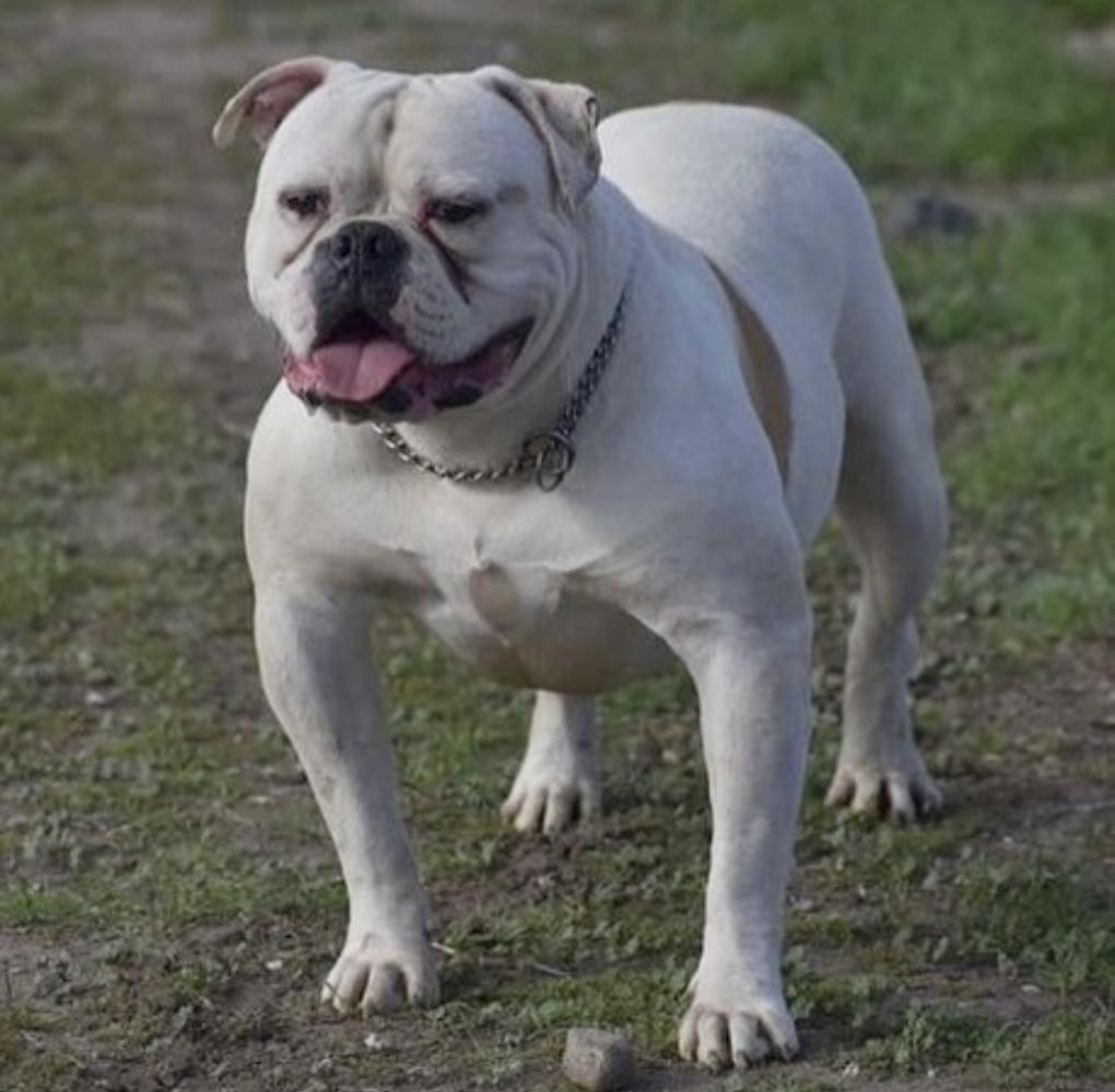 Rodriguez's Roscoe