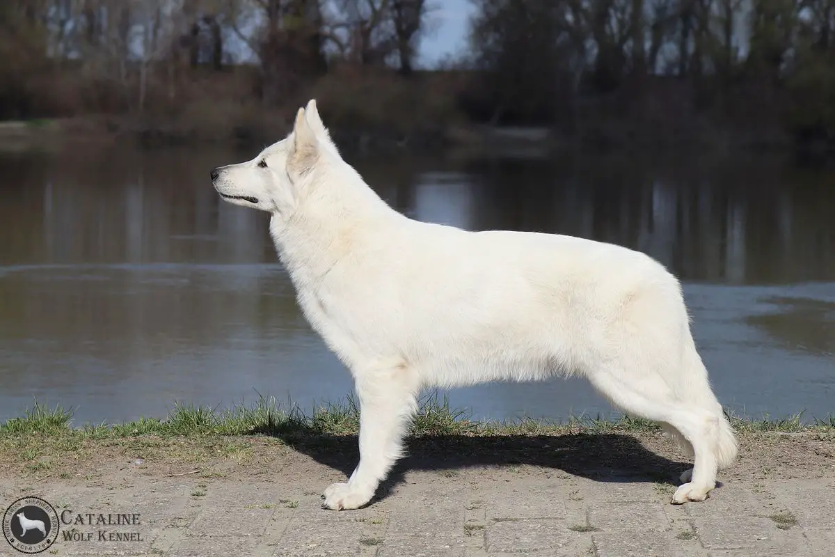 CH JCH Blue Lagoon of Cataline Wolf