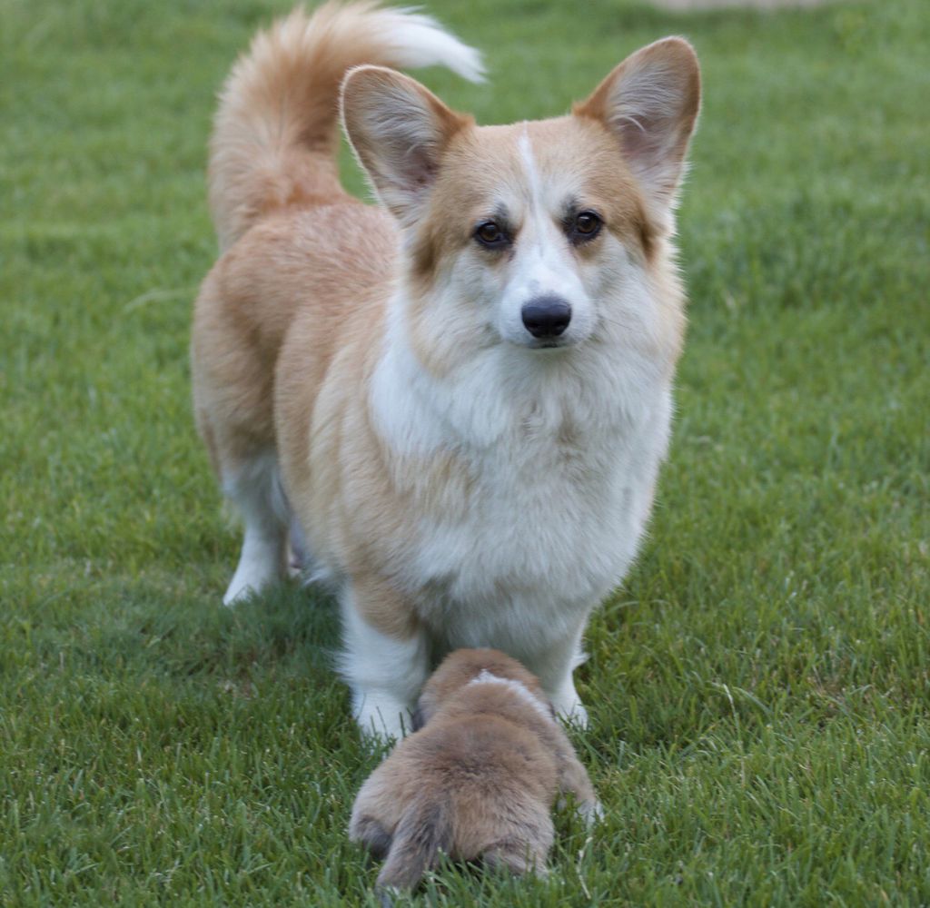 Icecream with Honey Telman Haus