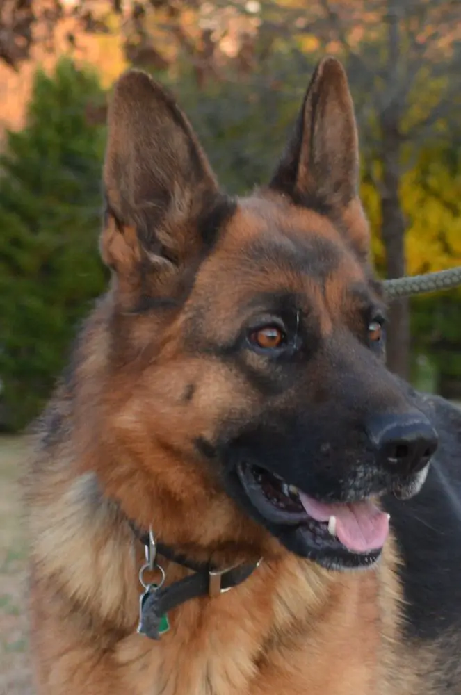 A Emma Vom Flickinger