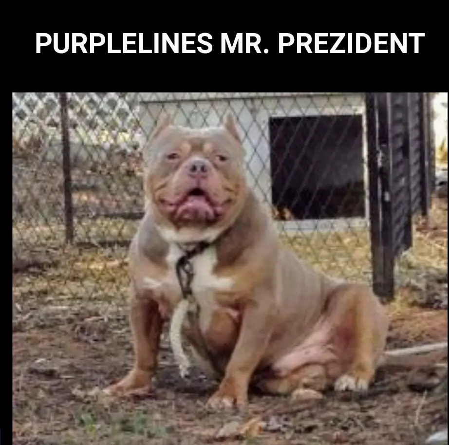 Purplelines Mr. Prezident