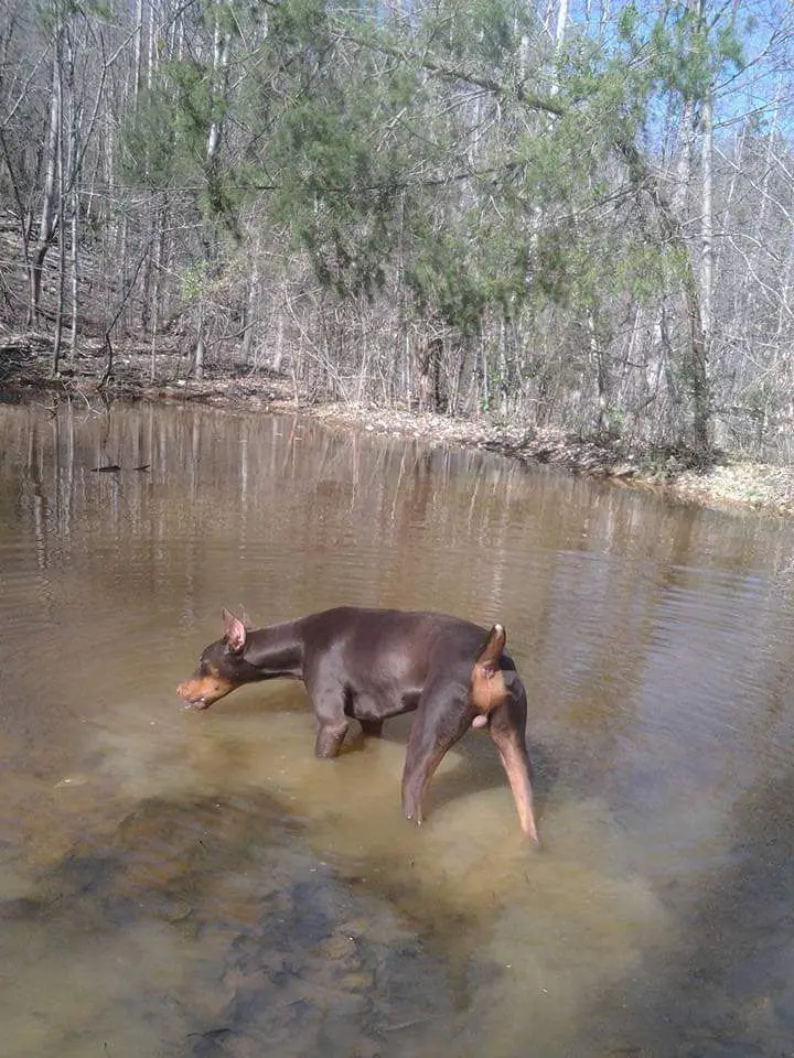 Dalstys nefarious nico