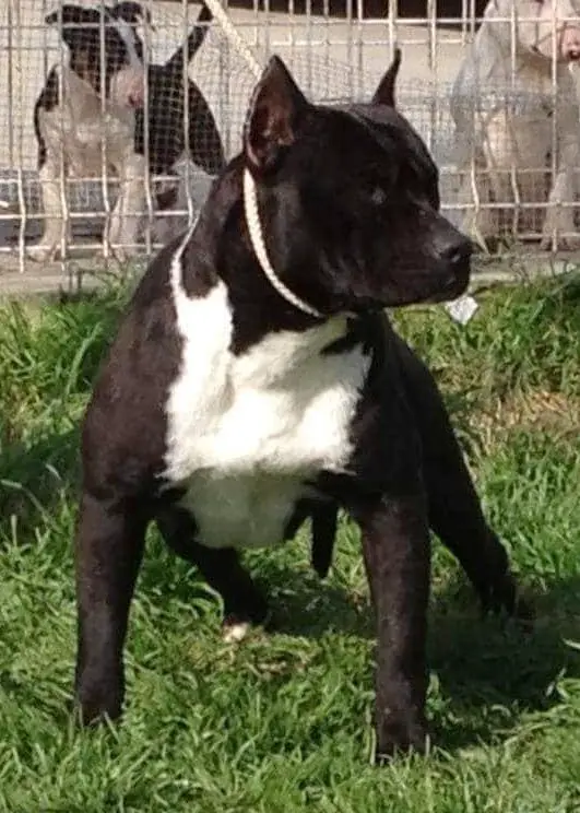 beau gesp de gerbal