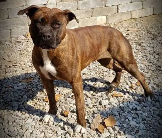 Willynwood Chloe Dancer