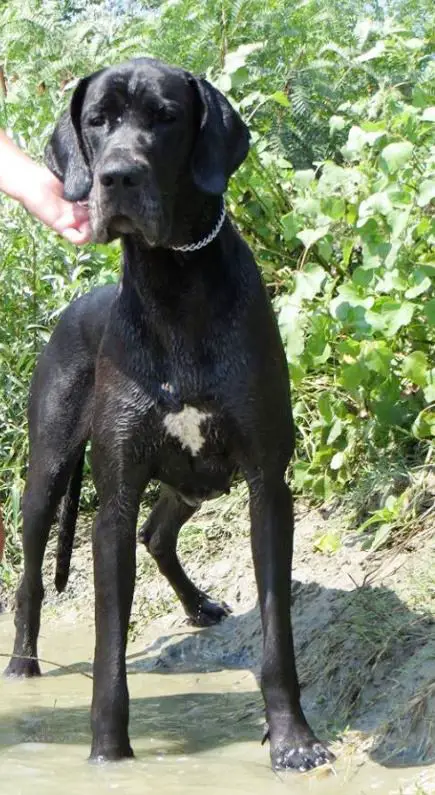 Denaris Black Blue Moon