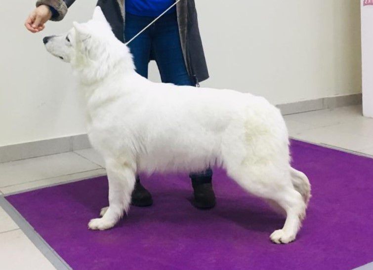 CHRUS, CHRUS ZHELANA ZHEMCHUZHINA ROSSII