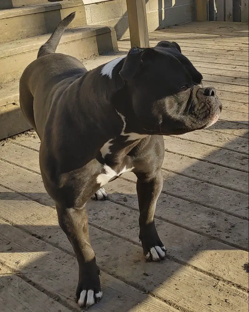 Riley's Lexi of Onate / Dean