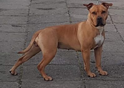 Gold Queen April Night FCI