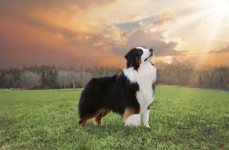 AKC GCh CKC Ch Navrock Zulu Two Eight