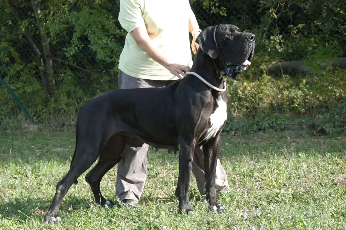 Gandhara des terres de Brandon