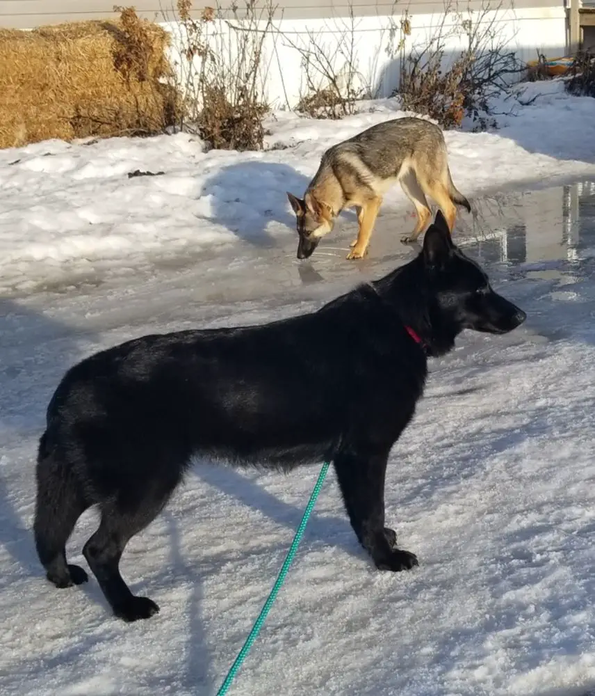 Kabu's Midnight Kolling