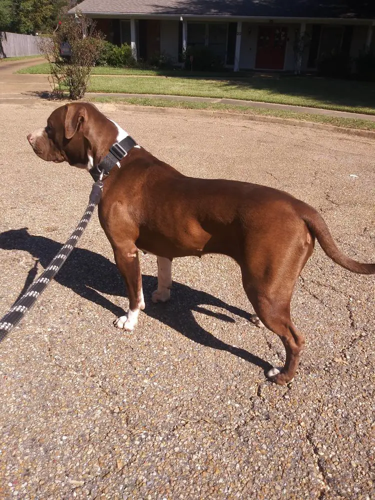 Black Stone Bulldogs Tokyo Sun of KK