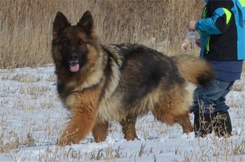 Royal K9s Harper Vom Schlossfelsen