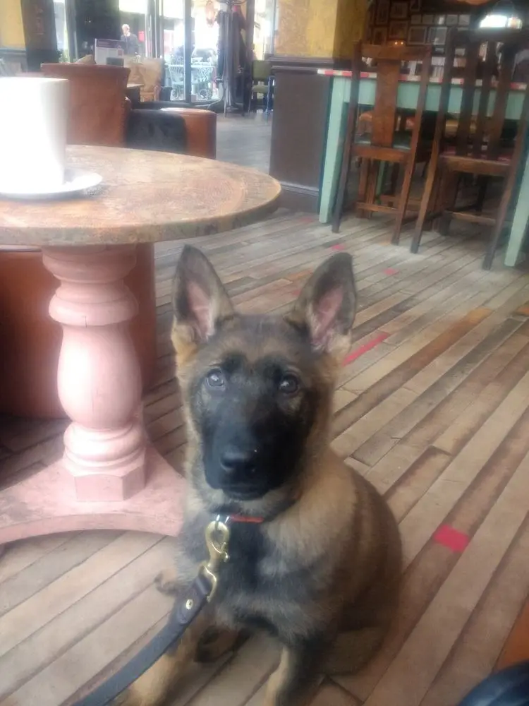 Reinhund Ivory