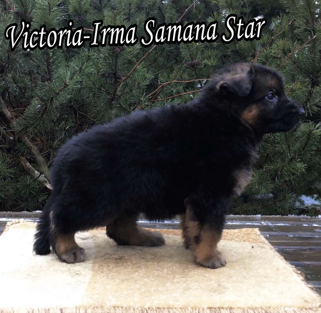 Victoria-Irma Samana Star