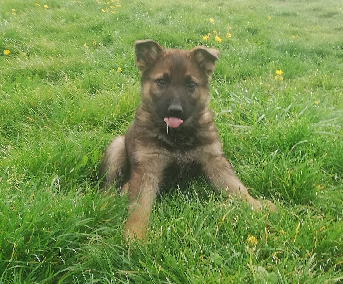 Rocky du Louvard Noir