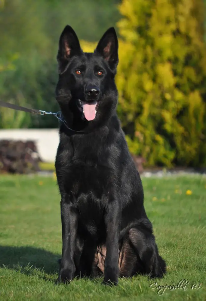 VD 1 Thara von Gut Korten