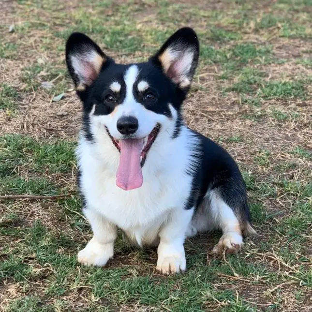 IL JCH Fest Upcoming Star NB