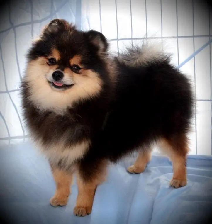 M-J's Queam's Mission Impossible Max