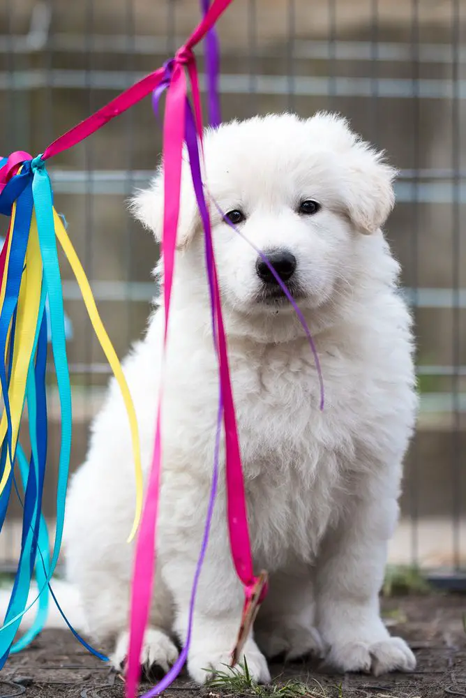 Clockwork Shepherd CUMIN