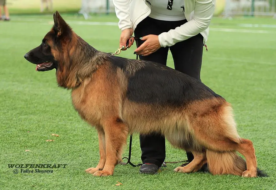 JCHClub, JCHRUS, CHRUS, CH RKF Wolfenkraft Verdau