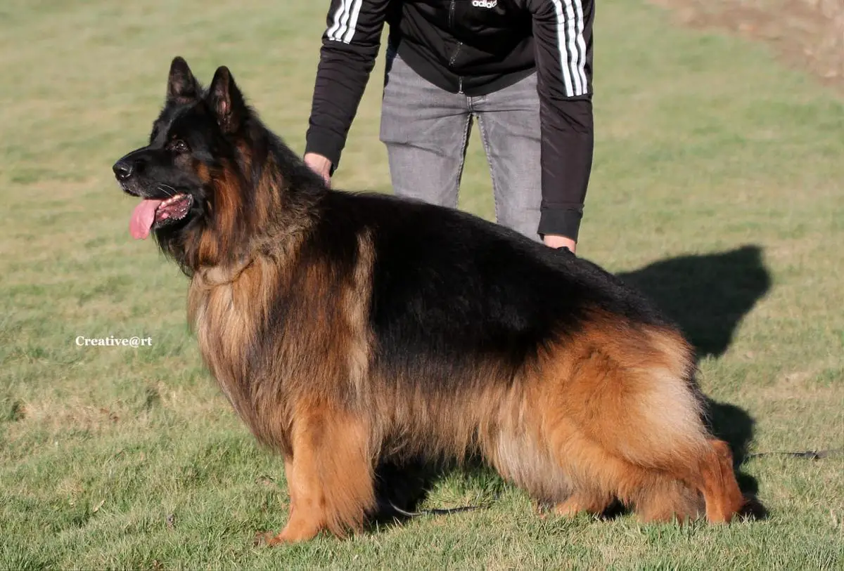 SG2 Bossenburg Saturn