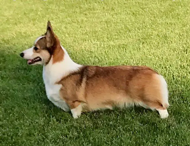 Gwyndolyns Beauty School Dropout NBT