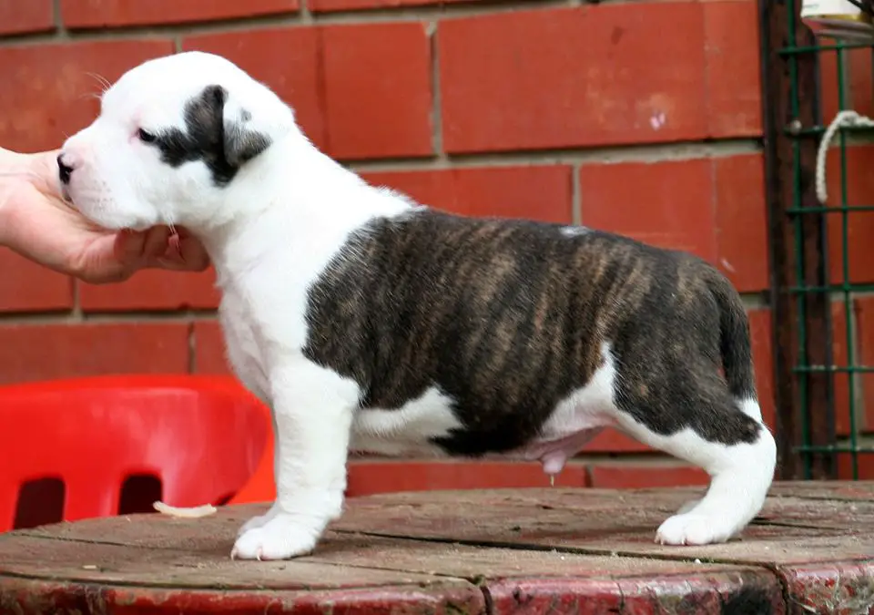 TOIR-PRESTIZH TEXAS S.F.