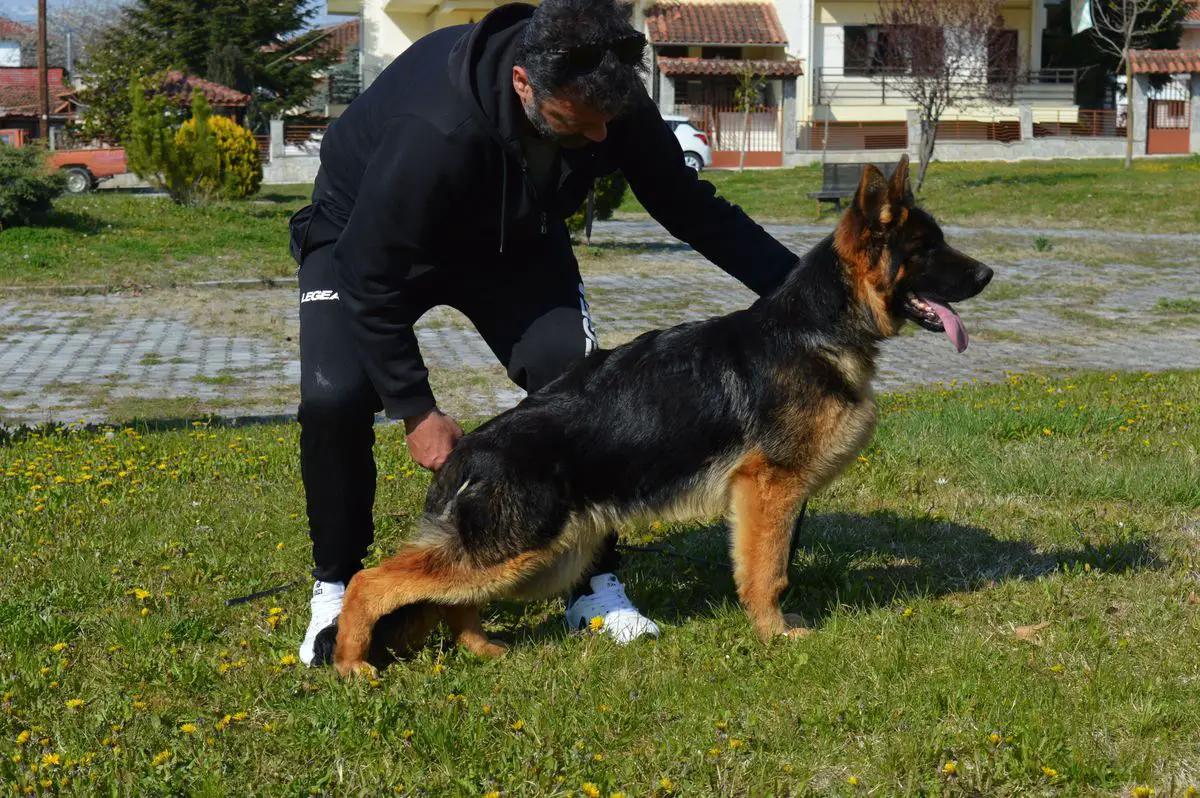 Zagor Rim Trotter