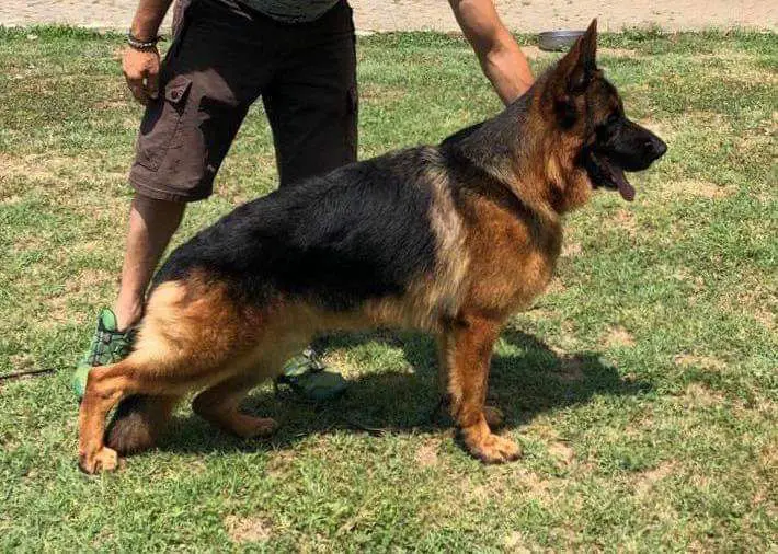 SG1, SG13 SAS Totti Team Ferrer