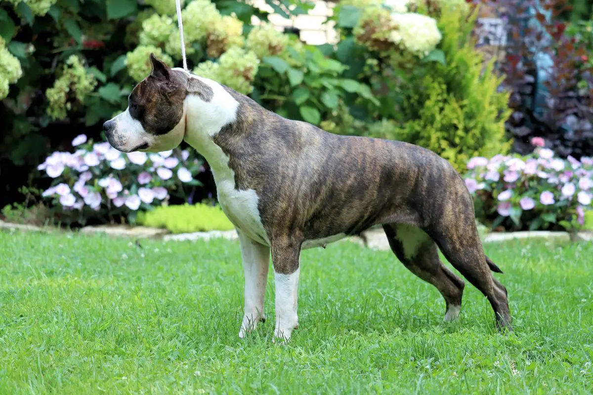 SkyBlue Katet Uptown Girl