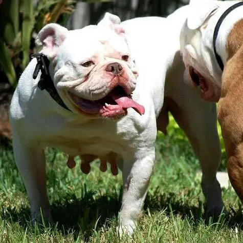 Buff Bullie's Papaya