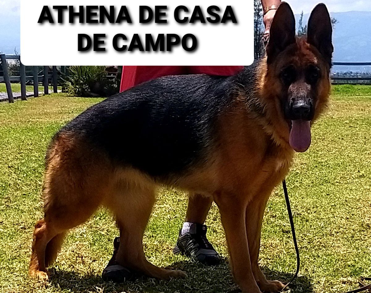 Zap ATHENA DE CASA DE CAMPO